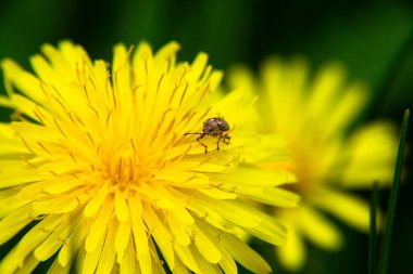 Baharda karahindiba üstünde böcek.