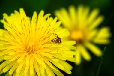 Baharda karahindiba üstünde böcek.