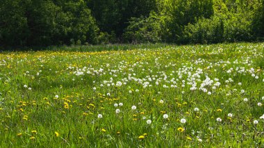 Çiçek açmış güneşli karahindiba tarlası 
