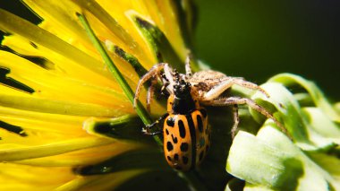 Baharda karahindiba üstünde böcek.