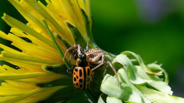 Baharda karahindiba üstünde böcek.