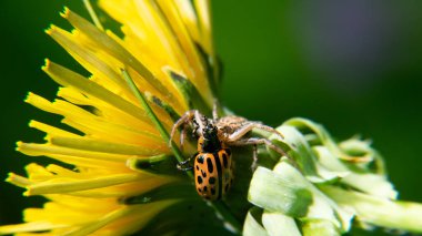 Baharda karahindiba üstünde böcek.