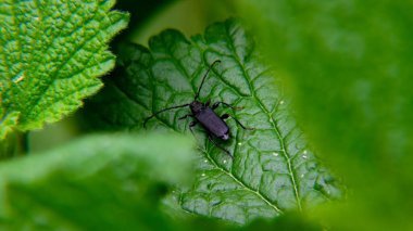 Yaz yeşilliğinde böcekler.