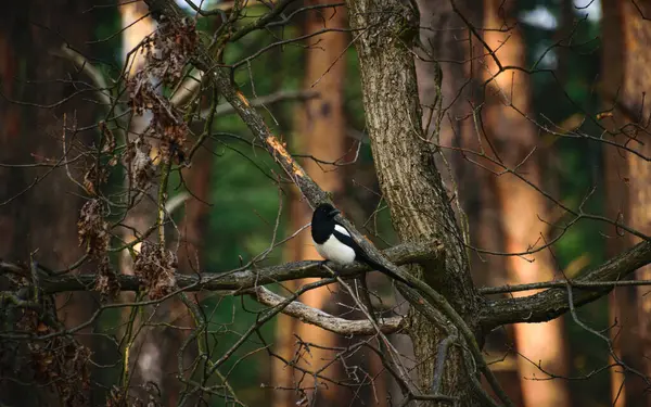 Kozalaklı bir ormanda saksağan.