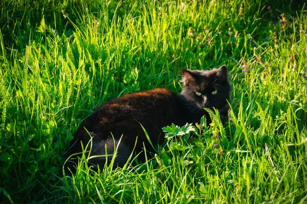Siyah tüylü kedi bahar ormanlarında yürüyor.