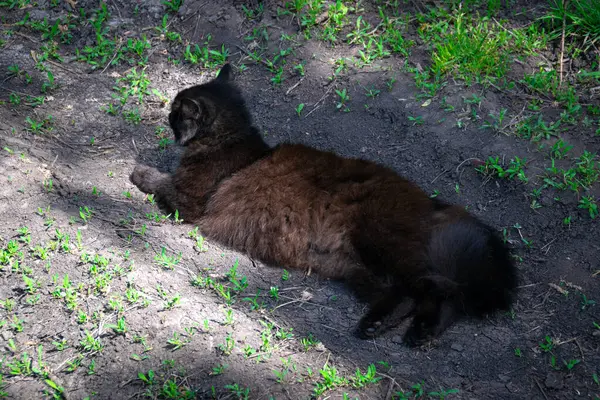Siyah tüylü kedi bahar ormanlarında yürüyor.
