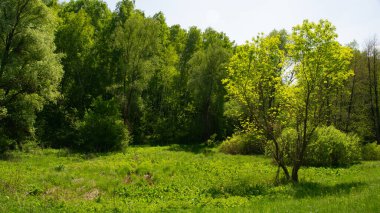 Büyüleyici orman karanlık manzaralar.