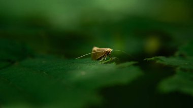 Yaz yeşilliğinde böcekler 