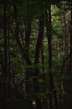 Büyüleyici orman karanlık manzaralar.