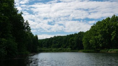Yoğun bir ormanın üzerinde süzülen bulutlar