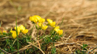 Makrodaki tarla çiçekleri