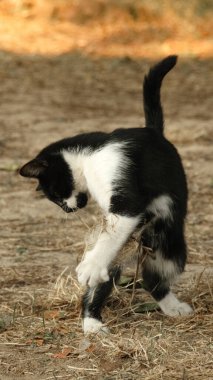 Ormanı keşfeden meraklı siyah beyaz kedi yavrusu..