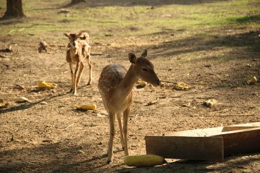 Manzara parkında toynaklı hayvanlar..