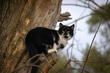 Ormanı keşfeden meraklı siyah beyaz kedi yavrusu..