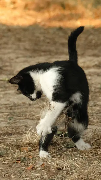 Ormanı keşfeden meraklı siyah beyaz kedi yavrusu..
