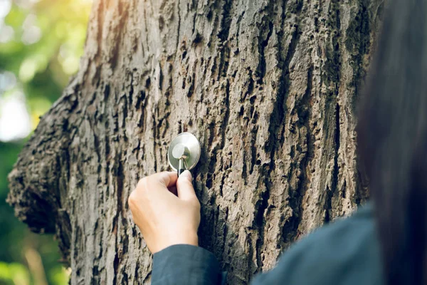 Orman konseptinde steteskopla sağlık ağacını kontrol etmek.