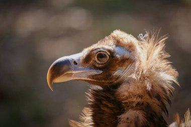 Retrato de un buitre negro Aegypius monachus