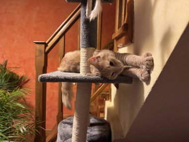 Şık Sandalyede Oturan Oyuncu Ev Kedisi. Şirin Yumuşak Kedi Pozisyonu.