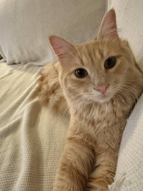 Çekici Kabarık Kedi Kamera Şirin Kedi 'ye bakıyor Evdeki Beyaz Kanepede Rahatlıyor