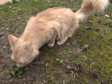 Şirin pofuduk kedi çimenleri kokluyor Şirin kedi yavrusu doğayı keşfediyor