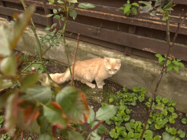 Güzel Kedi Yürüyüşü Doğal Çevrenin Tadını Çıkartan Kedi Bitkileri
