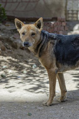 Sokak Gölgesi Sokak Köpeği Asfalt Yolu 'ndaki Siyah ve Kahverengi Köpek