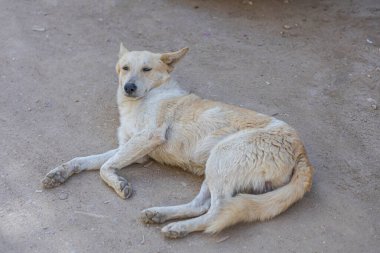 Soluk Serseri Köpek Sunny Doğa Bölgesi 'nde Yorgun Bir Hayvan Yatıyor