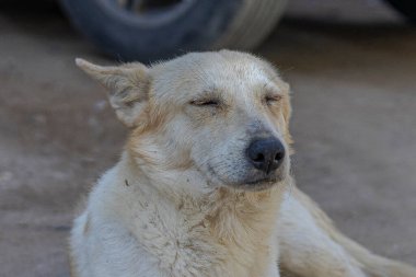 Kapalı Gözlü Sokak Hayvanı Sokak Hayvanı Başıboş Beyaz Köpek