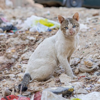 Kirli Alandaki Çöp Yığını Üzerine Oturan Beyaz Kedi