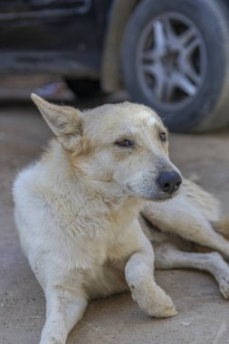 Sıska Beyaz Köpek Sıcak İklimde Terk Edilmiş Evcil Hayvan Uzanıyor