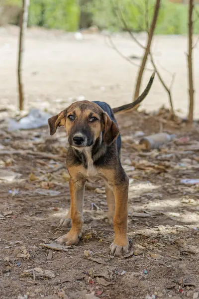 Sokak Köpeği, Dirt Yolu 'ndaki İnce Hayvan Kamerasına Bakıyor