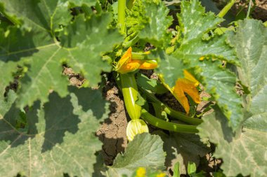 Sarı Çiçekli Bitki Sebze Tarlasında Büyüyor