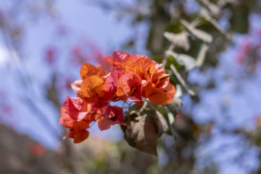 Parlak Portakal Çiçeklerinin Çiçeklerinin Yakın Çekimi