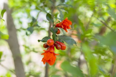 Doğal Bahçedeki Ağaçta Taze Nar Çiçekleri