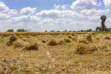 Sunny Sky 'ın altında saman yığınlarıyla hasat edilen buğday tarlası