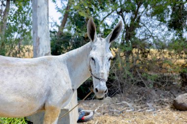 Beyaz Eşek Ağaçlarla Bağlandı ve Kırsal Çiftlikte Hasır Arkaplan