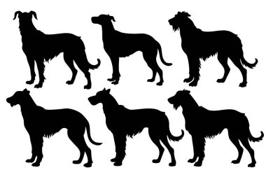 Beyaz bir arka planda Ireland 'ın ulusal köpeğini temsil eden çeşitli pozlarda bir grup İrlandalı kurt köpeği silueti..