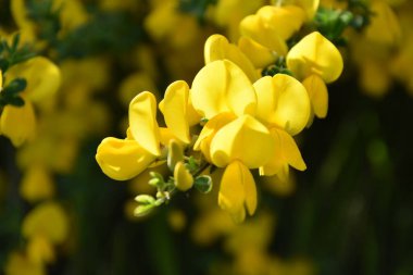 Baharda bahçede güzel sarı çiçekler.