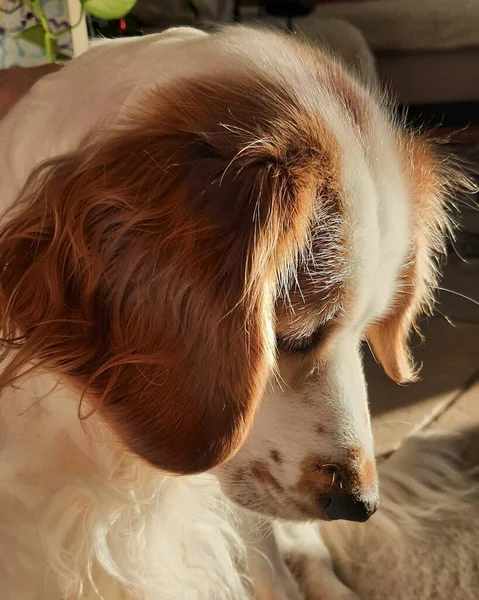 Породы Собак Кокер Спаниель — стоковое фото