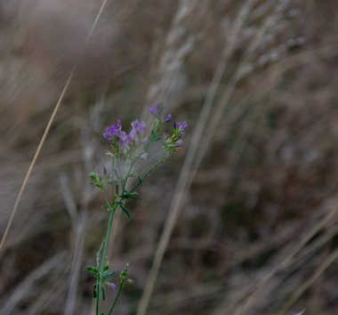 Kırda narin, mor bir çiçek, sonbahar