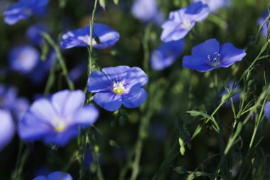 Doğal dokuları vurgulayan projeler için ideal yeşil ve narin mavi keten çiçeklerle dolu yumuşak odaklı bir arka plan