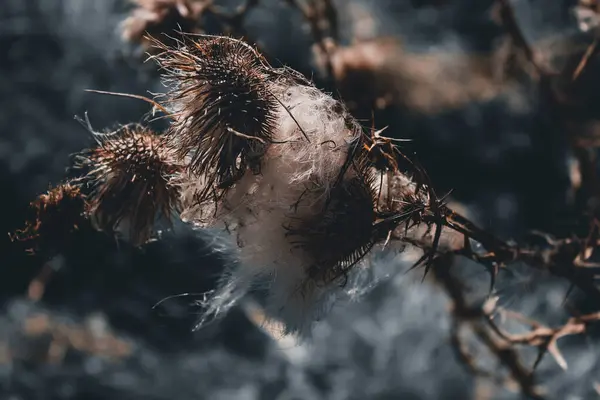 Kuru dikenli meyvenin yakın çekimi. Kuru ot arka planı. Kuru çimen dokusu.