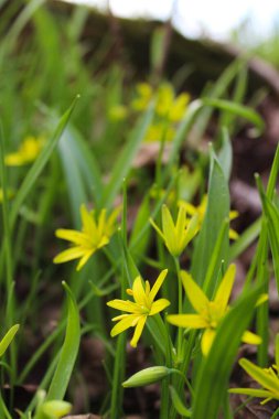 İlkbaharda açan canlı sarı kır çiçeklerinin yakın çekimi