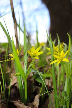 Baharda açan sarı kır çiçeklerinin yakın çekimi
