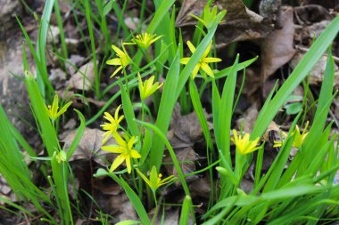 Baharın başlarında açan sarı Gagea çiçeklerinin yakın plan çekimi