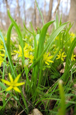 İlkbaharda canlı sarı kır çiçeklerinin yakın çekimi