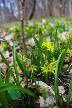 İlkbaharın sarı çiçekleri