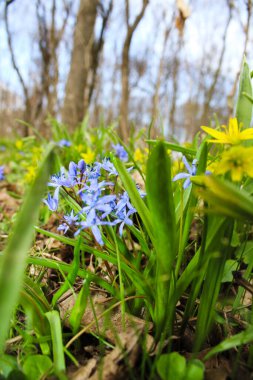 Ormanda açan canlı bahar çiçekleri.