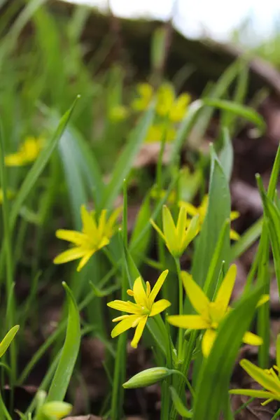 İlkbaharda açan canlı sarı kır çiçeklerinin yakın çekimi