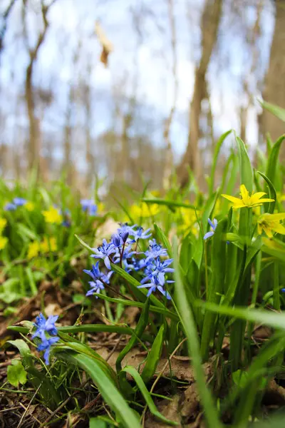 Ormanda açan canlı bahar çiçekleri.